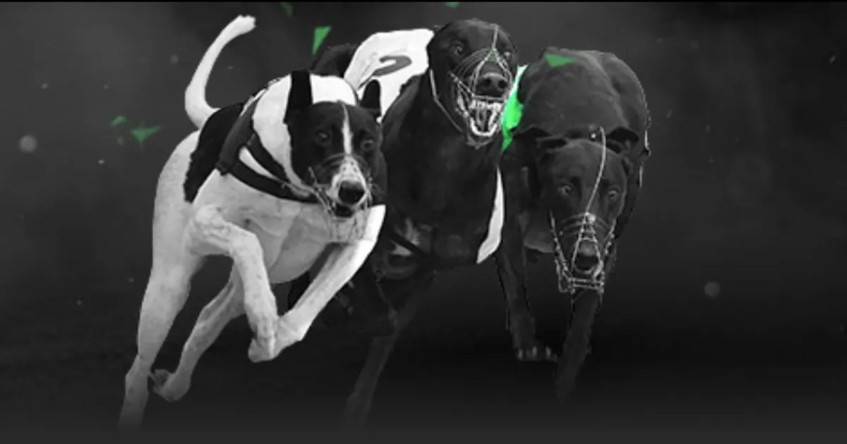 陈国豪高效,砍分助北控,击败首钢,爱游戏app,爱游戏官网,爱游戏体育官网,爱游戏体育app